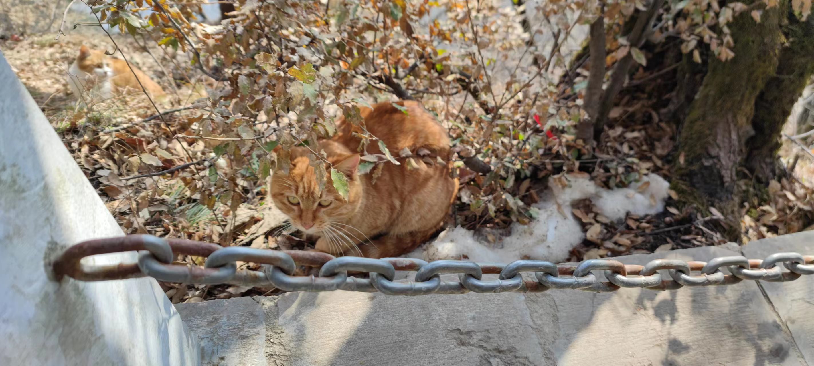 南五台山上的大橘